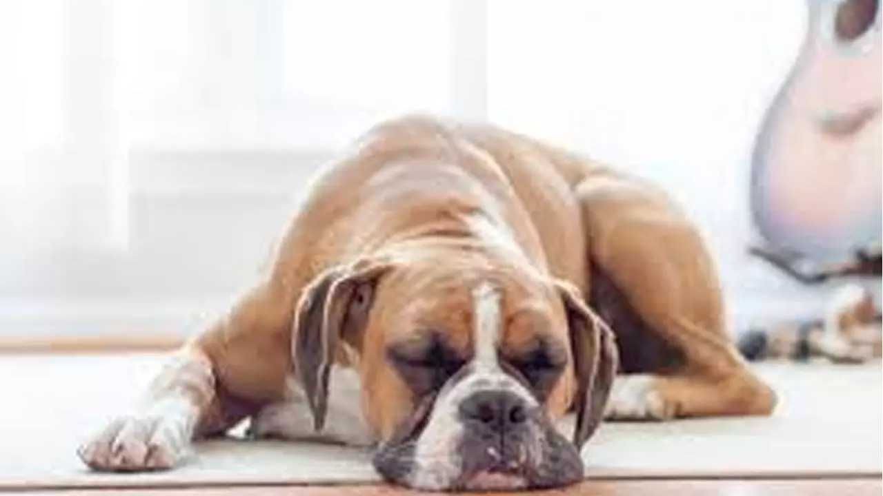 Kutte Ka Sapna: सपने में कुत्ता दिखने का मतलब होता है यें, जानिए कैसे बचें अच्छे बुरे सपने से